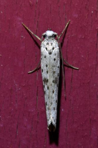 Yponomeuta plumbella